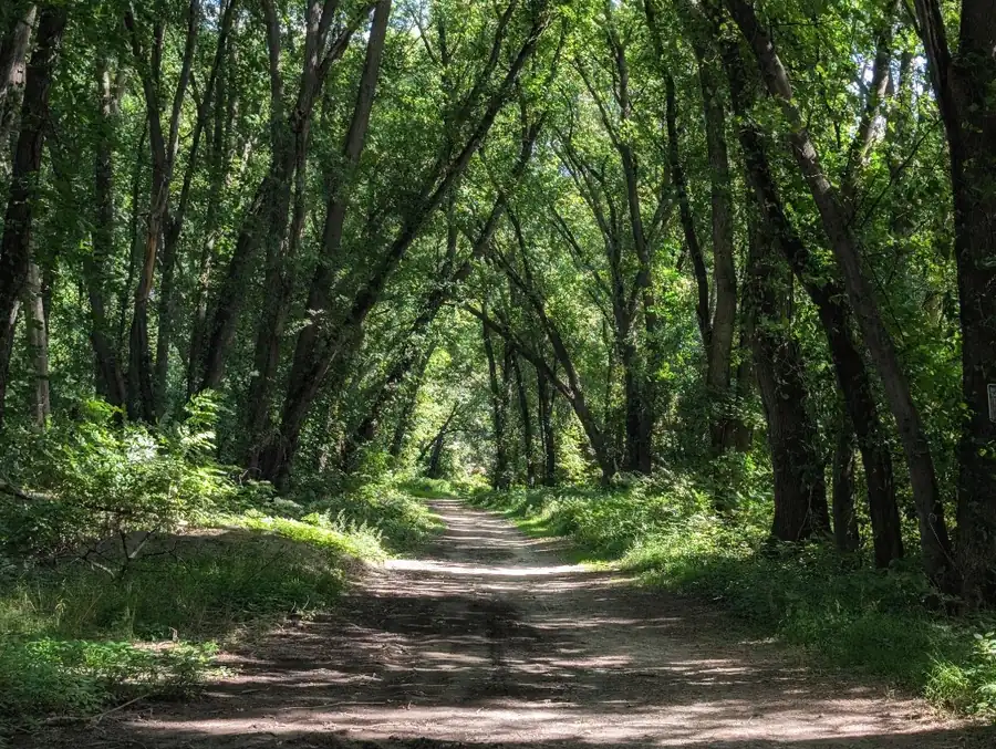 A peaceful forest path through the trees