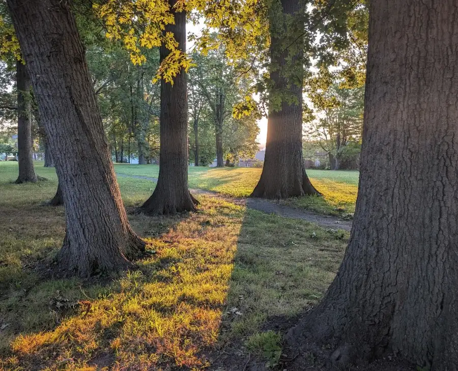 Sunlight through trees along a park path